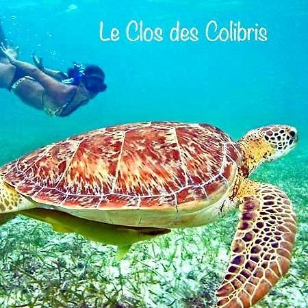 Lodge Colibris Piscine Privee Vue Panoramique Mer Et Montagne Pelee , 500 M Plage Dans Un Parc , Calme Assure Ideal Pour Decouvrir Le Nord Caraibes Le Carbet Ngoại thất bức ảnh